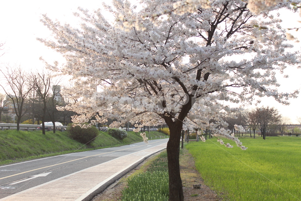 벚꽃,꽃,꽃배경,꽃풍경,풍경,봄풍경,봄배경,봄,계절,spring,season,자연,풍경,nature,landscape,plant,식물