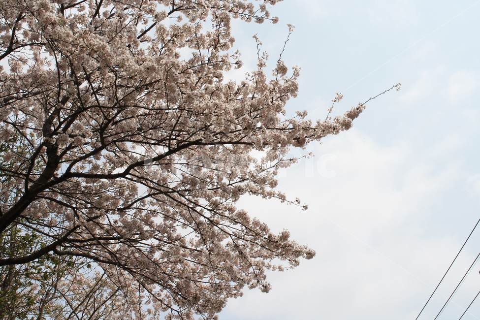거리,꽃,벚꽃,산책,봄,봄,계절,spring,season,식물,자연,plants,nature,나무,trees,wood,plant,flower,cherry blossom,blossom
