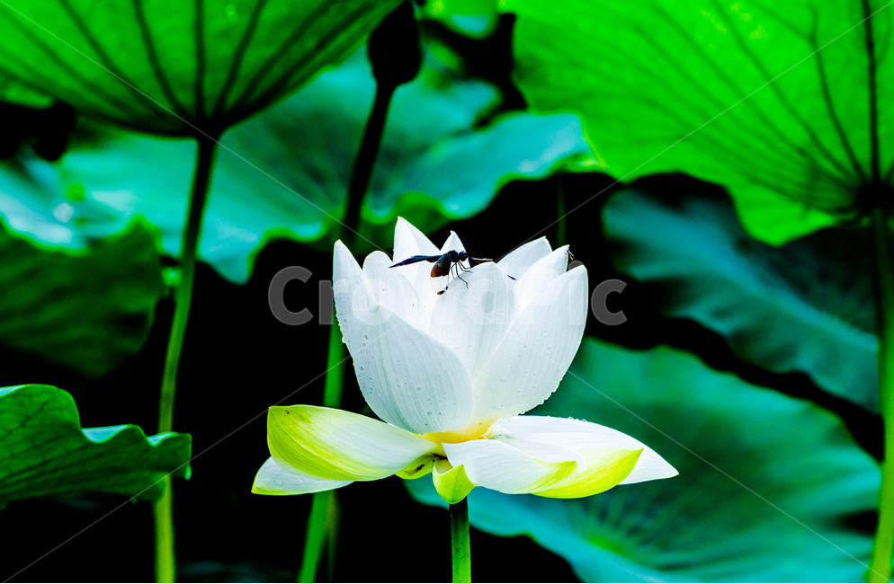 연꽃,연잎,문양,무늬,패턴,식물,자연,plants,nature,꽃,flower,동물,animal,곤충,벌레,insect,bug