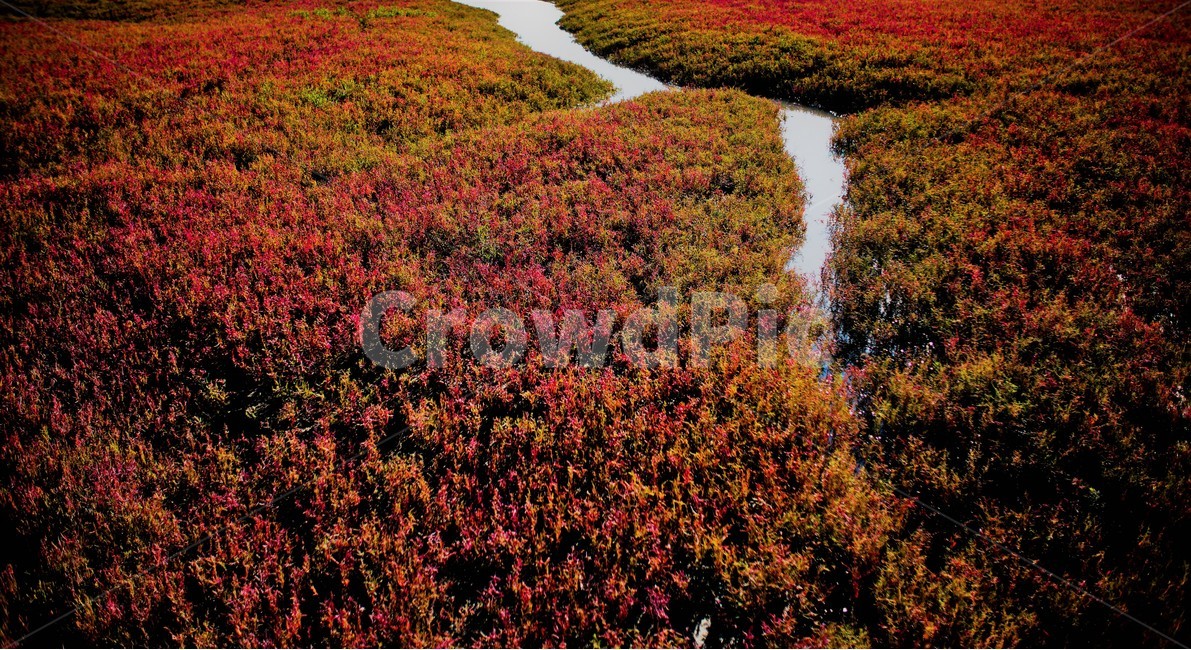해초,습지,식물,물길,갯골,자연,풍경,nature,landscape,land,땅,outdoors,옥외,water,물