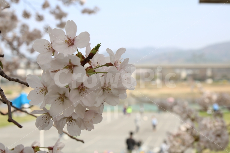 대전,엑스포아파트,벛꽃,풍경,감성,꽃,봄,봄,계절,spring,season,식물,자연,plants,nature,꽃,flower,plant,blossom