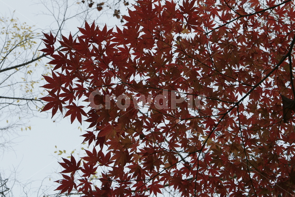가을,단풍,나무,붉은단풍,나뭇잎,단풍나무,풍경,자연,가을,계절,fall,autumn,season,식물,자연,plants,nature,leaf,잎,plant,tree,maple