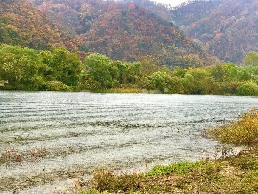 단풍,나무,강,빗방울,풀,자연,녹음,물결,한국풍경,가을,계절,fall,autumn,season,nature,outdoors,옥외,water,물
