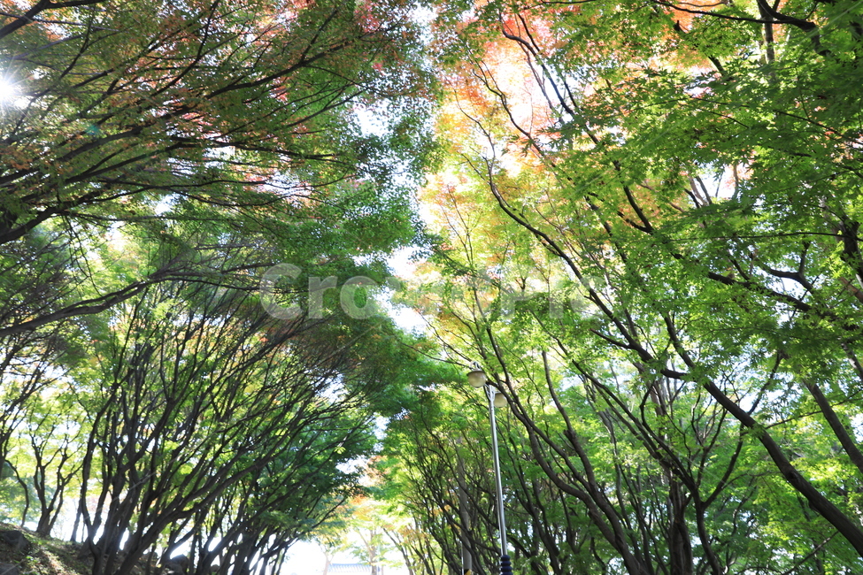 숲,공원,단풍,풍경,가을,가을,계절,fall,autumn,season,자연,풍경,nature,landscape,plant,식물