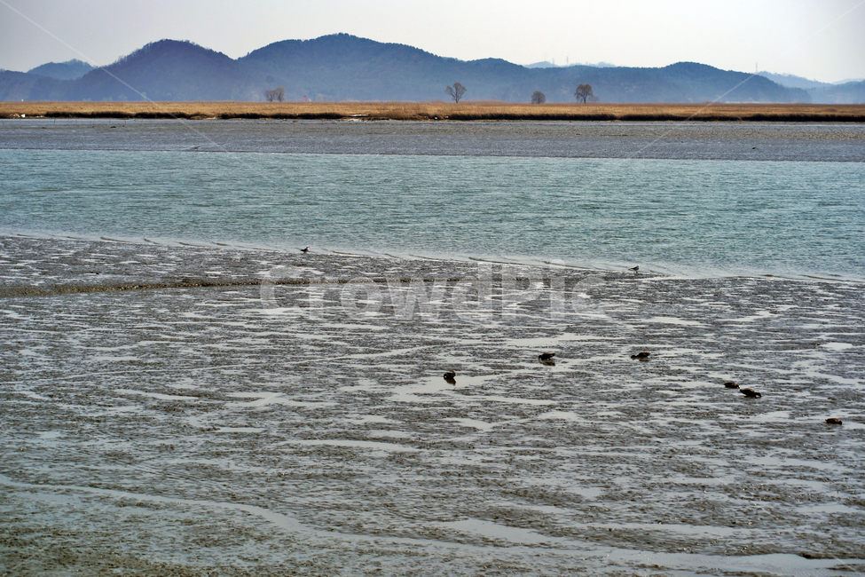 우음도,갈대밭,시화호,화성시,간척사업,간척지,자연,풍경,nature,landscape