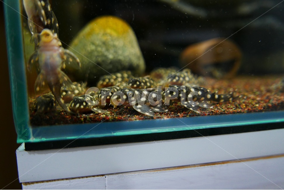 인스팩터,열대어,플레코,땡땡이,물생활,동물,animal,어류,물고기,fish