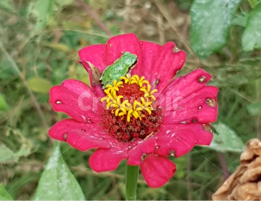 청개구리,개구리,백일홍,꽃,파충류,귀여운,flog,식물,자연,plants,nature,꽃,flower,파충류,양서류,reptile,amphibian