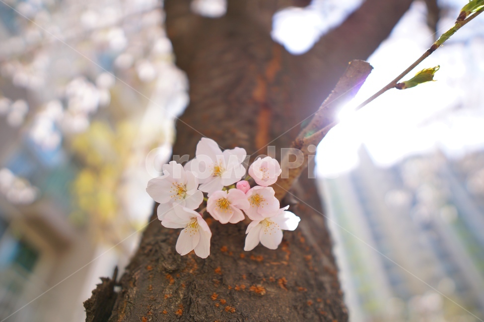 cherryblossom,벚꽃,꽃,flower,blossom,봄,봄꽃