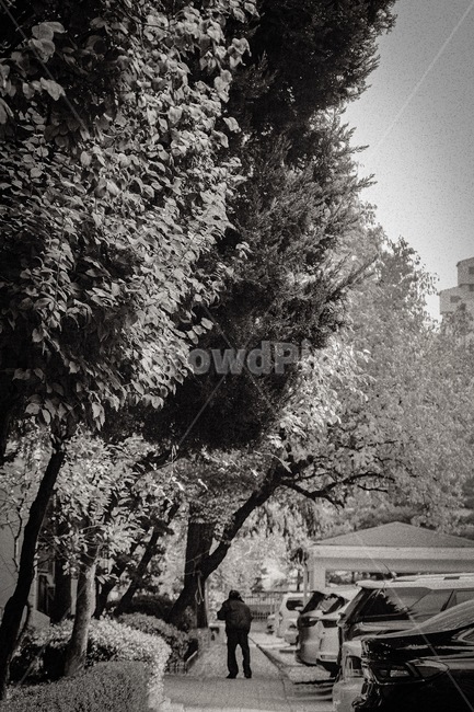 tree,나무,plant,식물,human,인간,person,사람,흑백,모노톤,monochrome,black and white