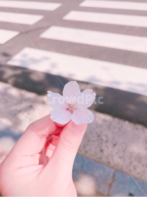 도로,road,plant,식물,벚꽃