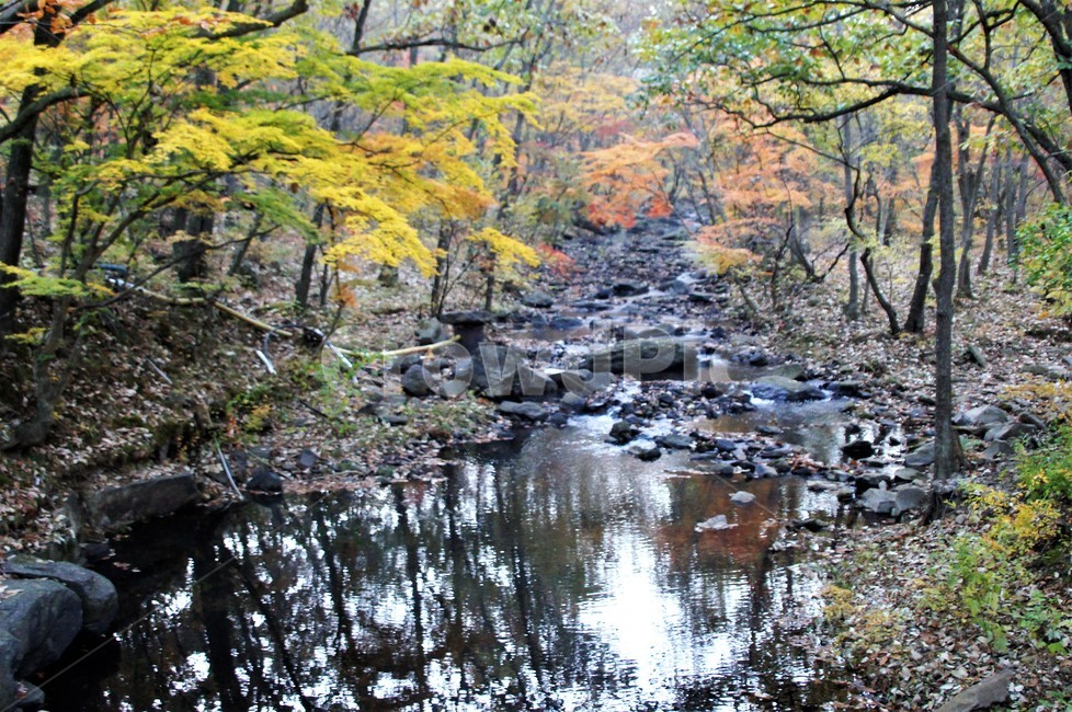가을,단풍,나무,자연,식물,안개,감성,autumn,nature,season,emotion,풍경,자연풍경,산속,계곡물,계곡,trees,가을,계절,fall,autumn,season,자연,풍경,nature,landscape,water,물,outdoors,옥외,stream,흐름,creek,작은 만