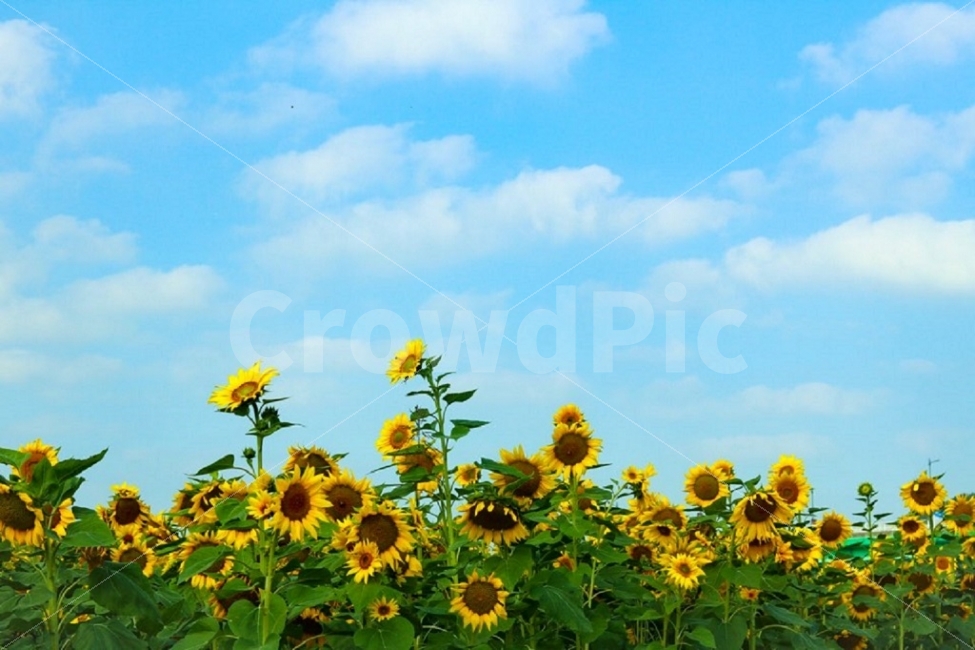 공주,미르섬,해바라기,가을사진,풍경사진,자연,풍경,nature,landscape,식물,plants,꽃,flower,plant,blossom