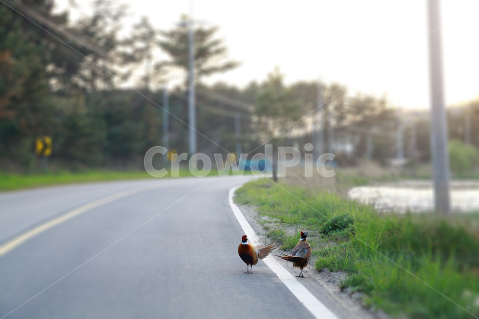 뀡,백령도,야생,새,동물,동물,animal,조류,새,birds