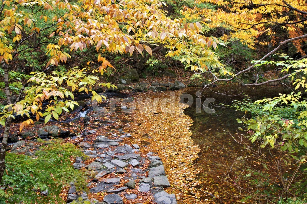 가을,단풍,나무,자연,식물,풍경,노란색,초록색,낙엽,trees,nature,autumn,yellow,green,season,자연풍경,계절,감성,계곡물,가을,계절,fall,autumn,season,자연,풍경,nature,landscape,plant,leaf,잎,tree