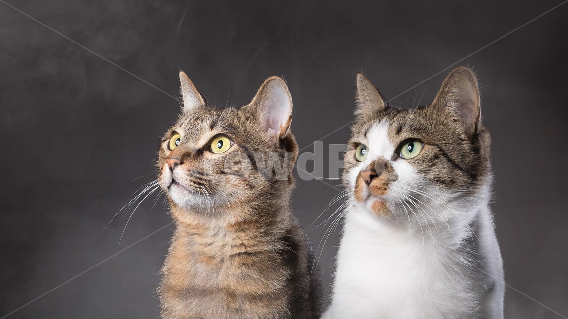 cat portrait,profile,kitty,Pets,house cat,kitten,mammal,cat,cuteness,animal,butler,mammalia,lighting photo,Sight