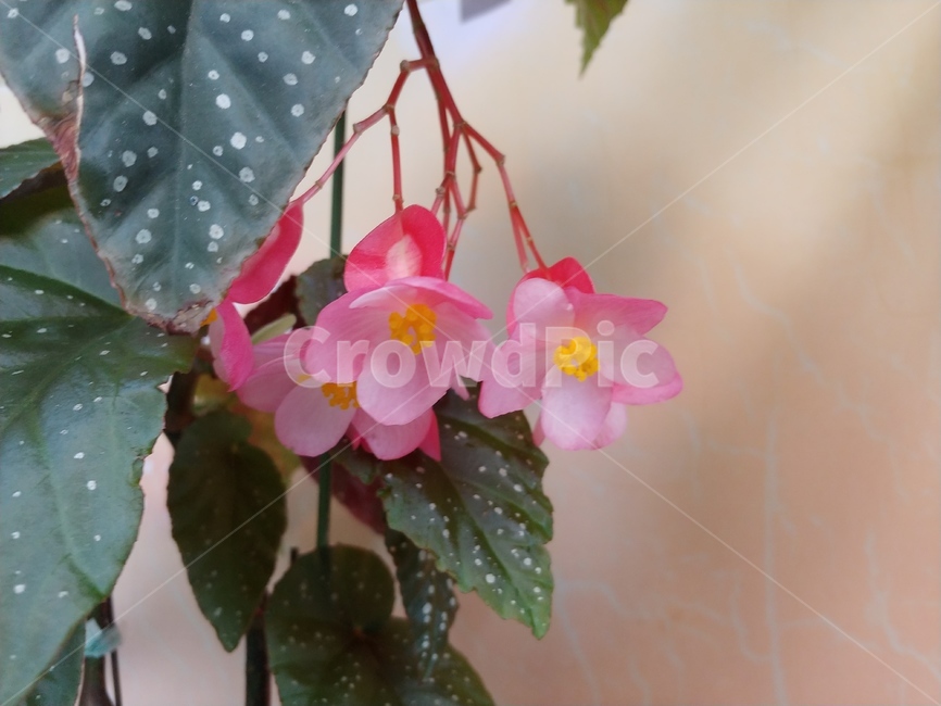 꽃,식물,분홍꽃,핑크꽃,pinkflower