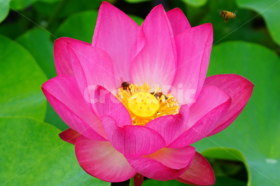 plant,식물,연꽃,분홍연꽃,flower,식물,자연,plants,nature,꽃,flower