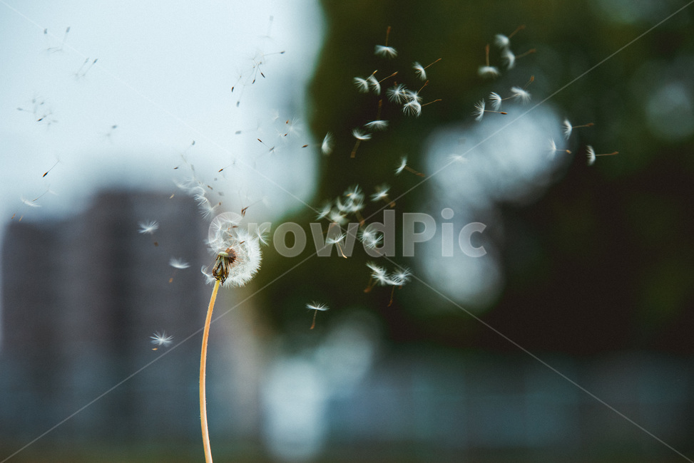 민들레,꽃,씨앗,바람,민들레씨,씨,식물,자연,plants,nature