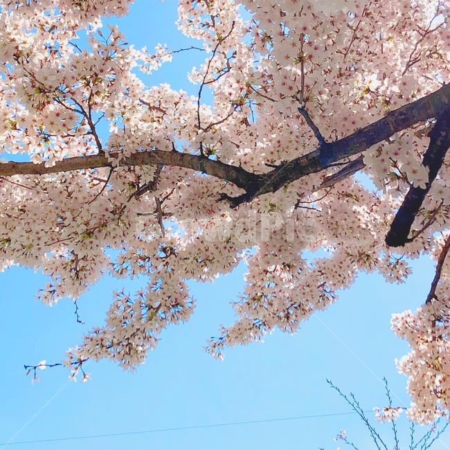 벚꽃,벚나무,봄꽃,cherryblossoms,하늘,sky,풍경,자연