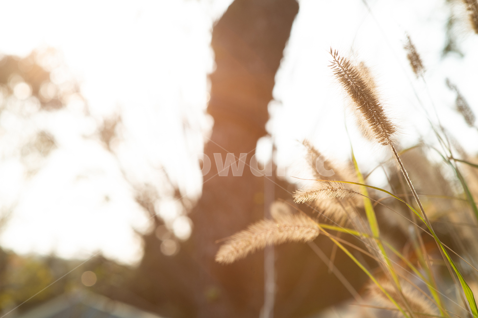 plant,갈대,reed,잔디,grass,가을,휴식,힐링,식물,자연,plants,nature