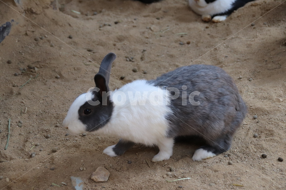 토끼,동물,자연,귀여움,순한,동물,animal,포유류,mammal