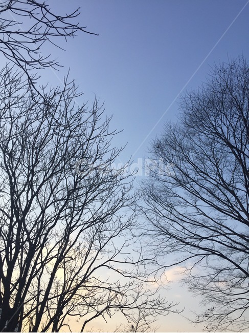 하늘,겨울,나무,구름,자연,나뭇가지,winter,파란색,tree,겨울하늘,파랑,감성사진,풍경,nature,landscape