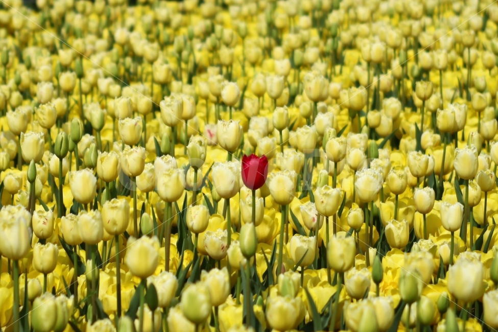 태안,네이처월드,안면도,튤립,튤립사진,꽃,꽃사진,레드,red,노랑,yellow,노란꽃,빨간꽃,노란꽃사진,빨간꽃사진,여행,여행사진,감성,감성사진,분위기,분위기사진,사진,포토,스냅,스냅사진,스냅샷,photo,photography,snap,snapshot,식물,자연,plants,nature,감성,sensible,feeling,봄,계절,spring,season,꽃,flower,banana,바나나,fruit,과일,food,음식,plant,tulip,blossom