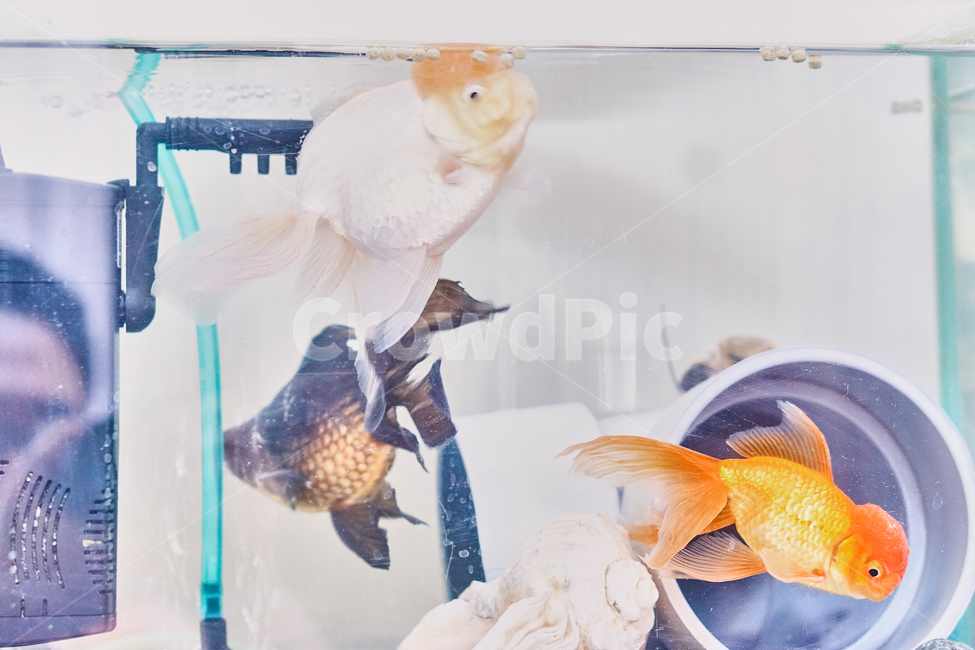 어항,금붕어,어류,민물,생선,여과기,우렁이,fishbowl,Pisces,nature