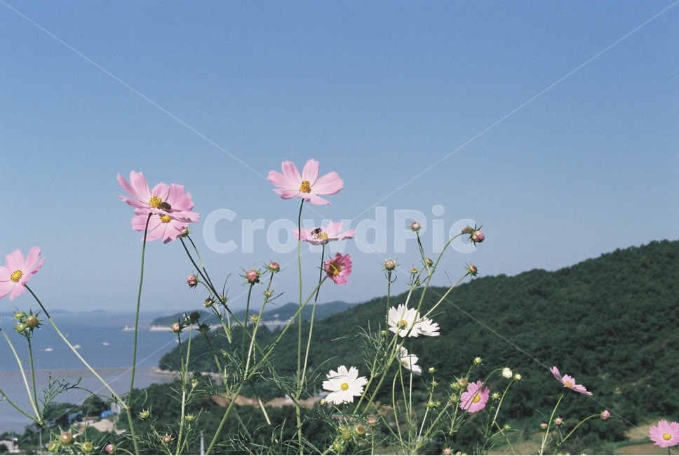 코스모스,꽃,벌,산,가을,풍경,바다,가을,계절,fall,autumn,season,식물,자연,plants,nature,꽃,flower,감성,sensible,feeling,plant