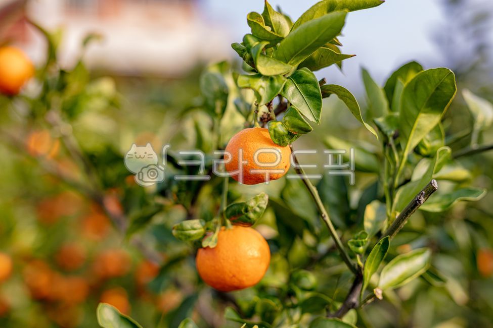 green,citrus,background,crop,garden,leaves,vitamin,tree,nature,agriculture,tangerine,ripe,orchard,branch,tasty,harvesting,produce,field,farmer,outdoor,farm,oranges,foliage,many,leaf,delicious,season,fresh,seasonal,freshness,citrous,meals,dessert,yellow,감,과일,음식,주황색,노랑,fruit,food,orange