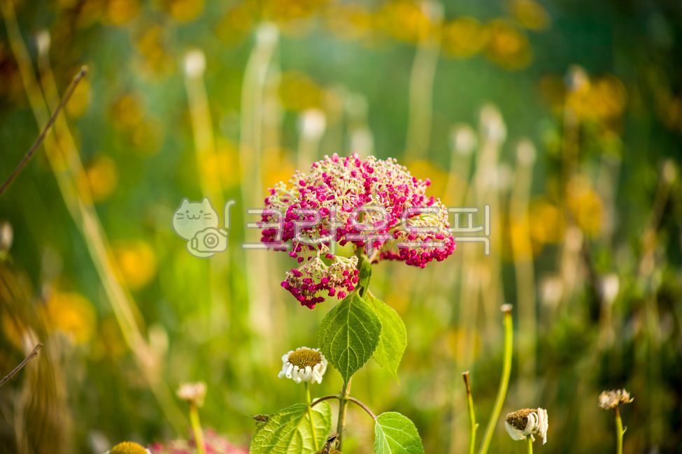 아나벨수국,루비애나벨,꽃,식물,flower,plant
