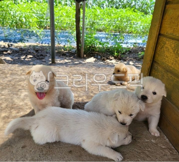 동물,개,강아지,시골,댕댕이