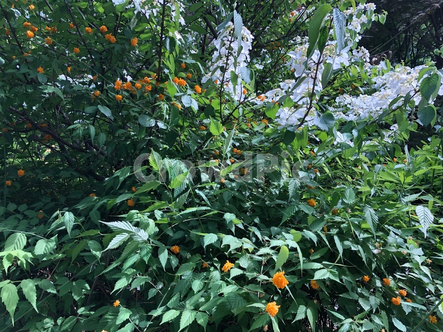 나무,잎사귀,여름,leaf,풀,공원,park
