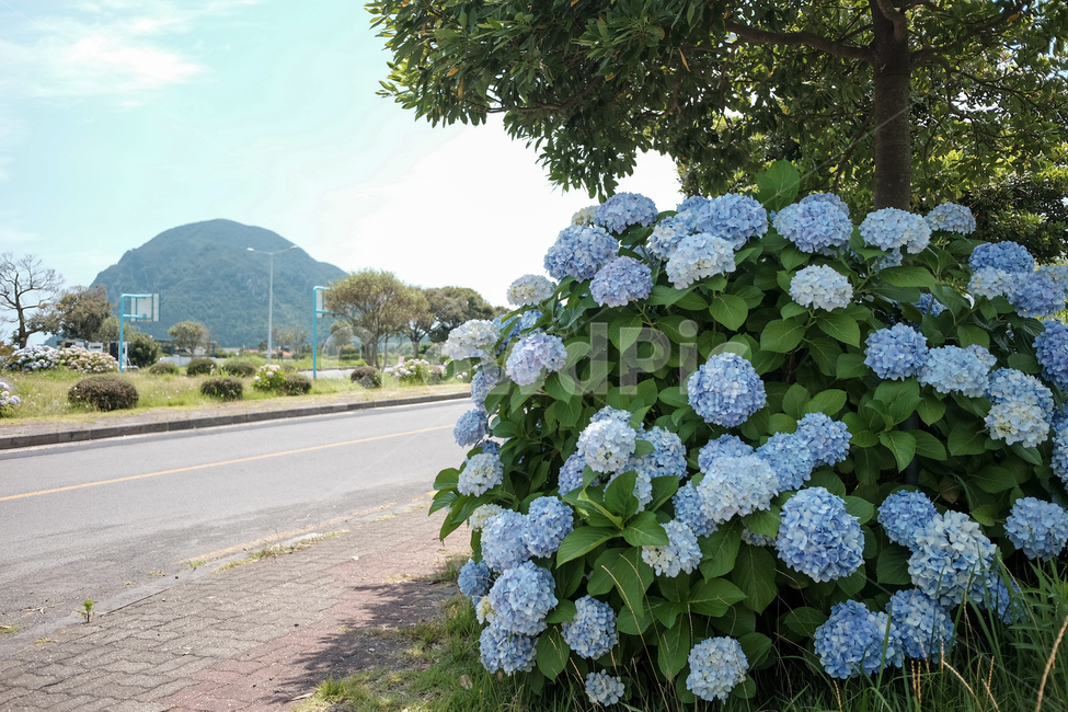 수국,제주,꽃,여름,산방산,시골,평화로움,자연,풍경,nature,landscape,식물,plants,꽃,flower,plant