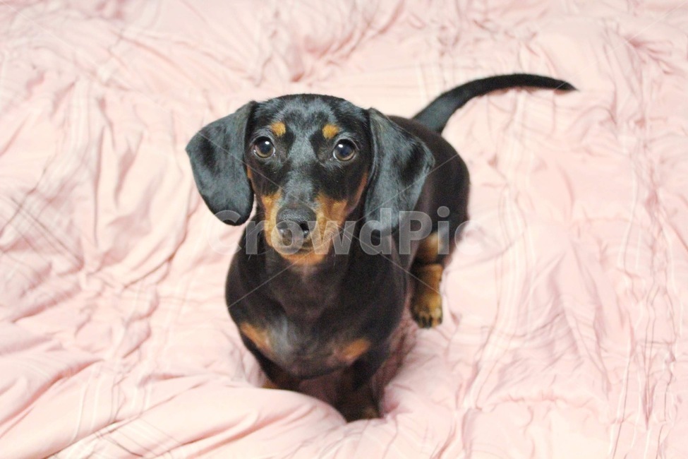 개,강아지,닥스훈트,귀여움,멍멍이,동물,animal,포유류,mammal,개,강아지,dog,doggy