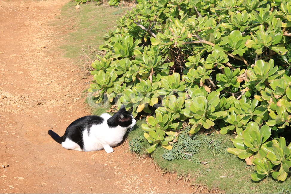 Meow,cute,outdoor,Pets,stray cat,Black cat,cat,plant,fat,animal,mammalia,park