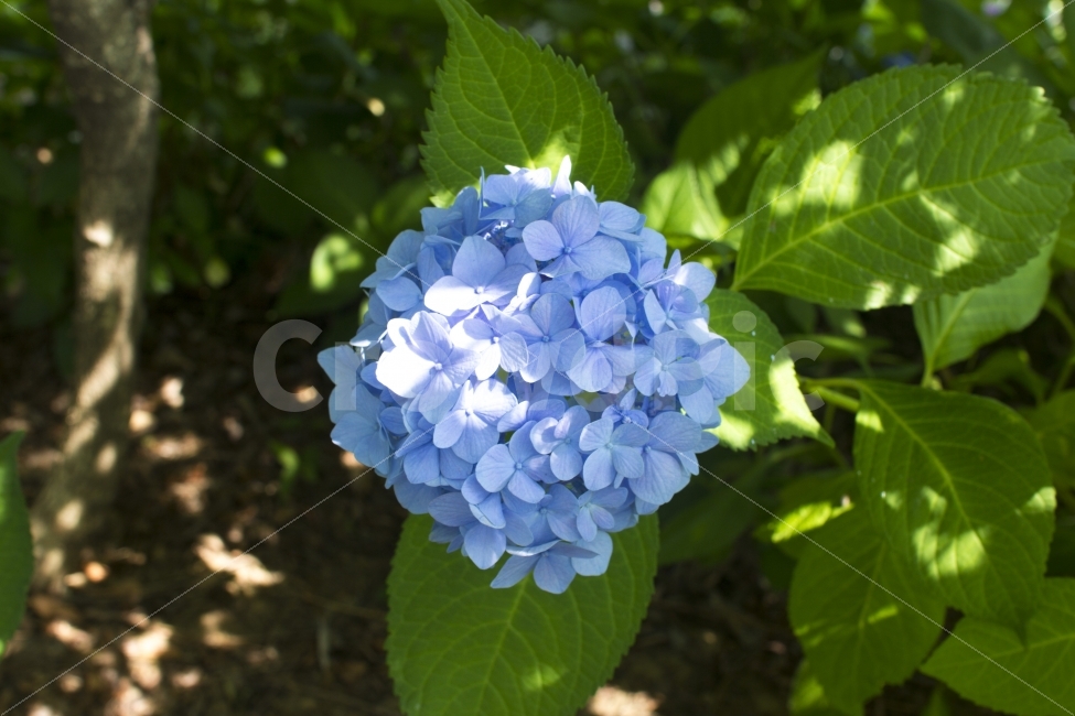 수국,파란색,꽃,꽃나무,식물,예술,꽃잎,자연미,단순함,flower,blue,backgrounds,drop,flowerhead,hydrangea,식물,자연,plants,nature,꽃,flower