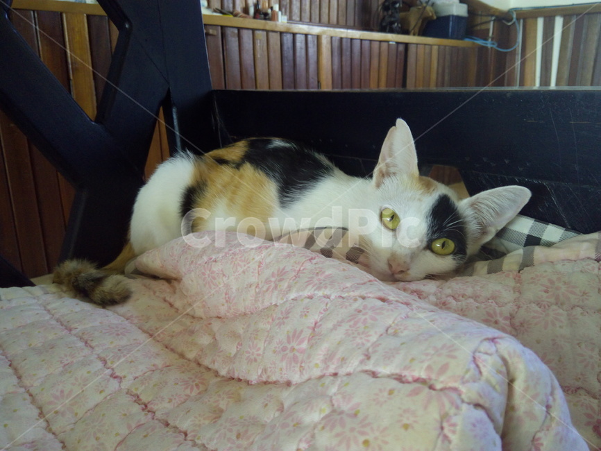고양이,동물,cat,kitten,반려묘