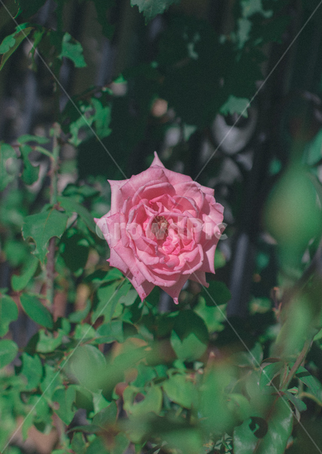 rose,장미,flower,꽃,plant,식물,blossom,감성사진,식물,자연,plants,nature,꽃,flower