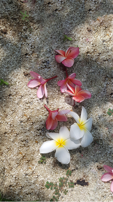 꽃,flower,plant,식물,꽃잎