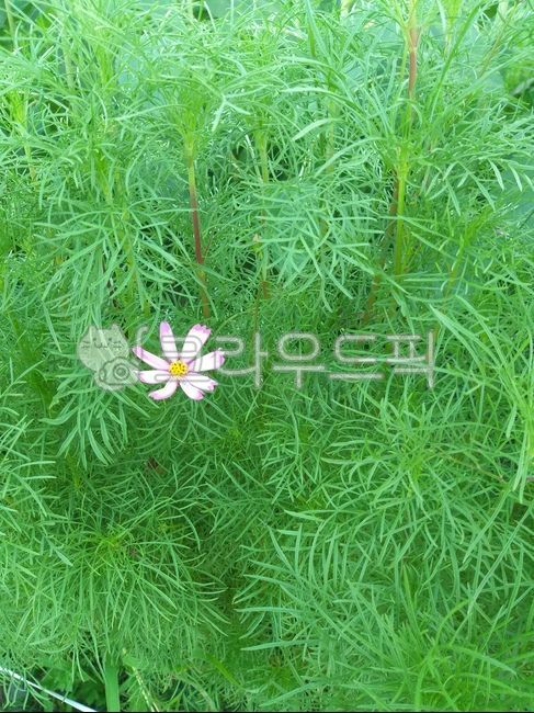 코스모스,하얀꽃,분홍꽃,자연,식물