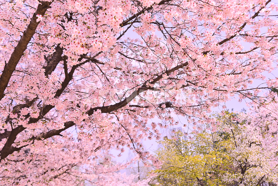 벚꽃,봄꽃,봄배경,분홍색꽃,핑크색,나무꽃,시즌,계절,배경,cherryblossom,체리블러썸,바탕,백그라운드,야외,옥외,아웃도어,blossom,꽃,flower,식물,plant,springflowers
