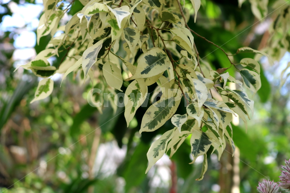 benjamin,nature,plant,Air purifying plants,tree,benjamin tree,Benjamins Rubber Tree,evergreen shrub,rubber tree,Moraceae,Botanical garden