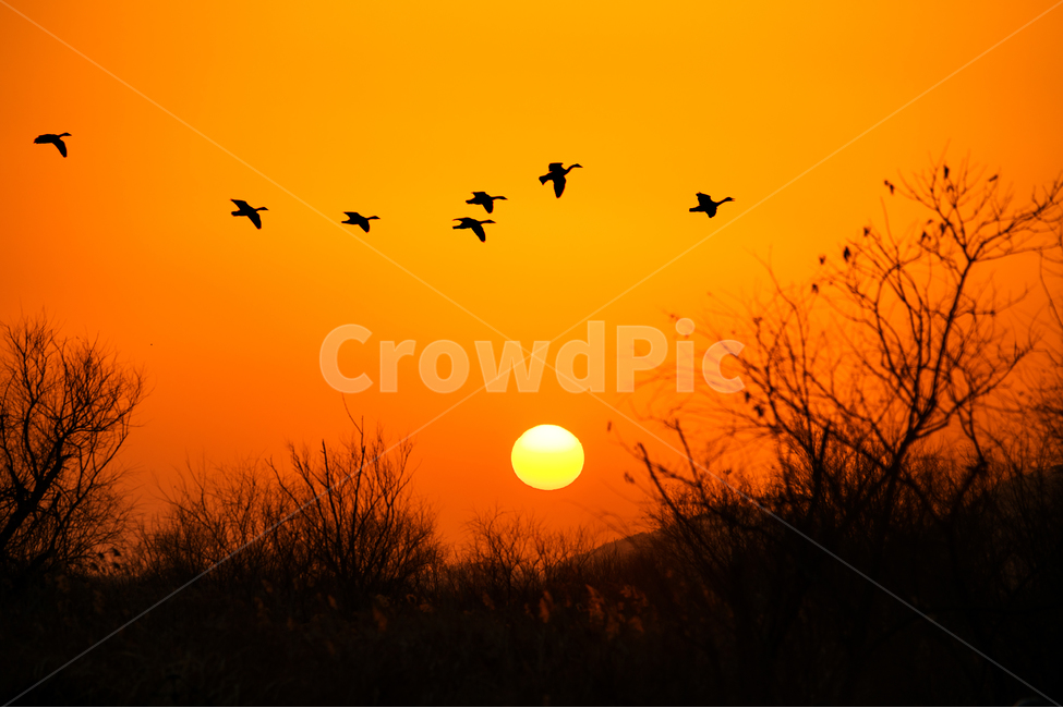 귀로,노을,석양,집으로,철새,자연,풍경,nature,landscape,한국자연풍경,한국자연경관,korea nature landscape,동물,animal,조류,새,birds,bird