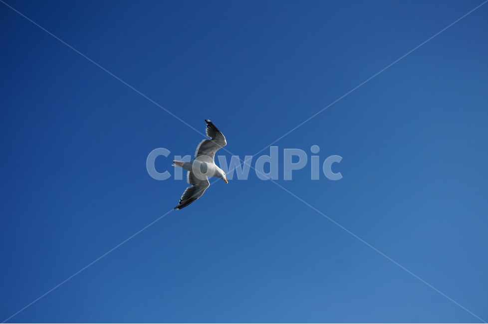 동물,조류,새,갈매기,날다,seamew,bird,하늘,비상,동물,animal,조류,새,birds