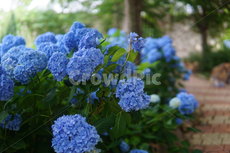 수국,flower,식물,꽃,plant,5월꽃,식물,자연,plants,nature,꽃,flower