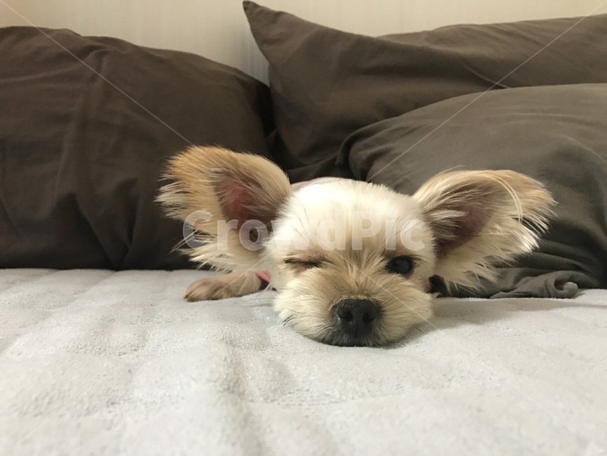 강아지,강아지윙크,강아지눈,요크셔테리어,침대위강아지,동물,animal,포유류,mammal,개,강아지,dog,doggy