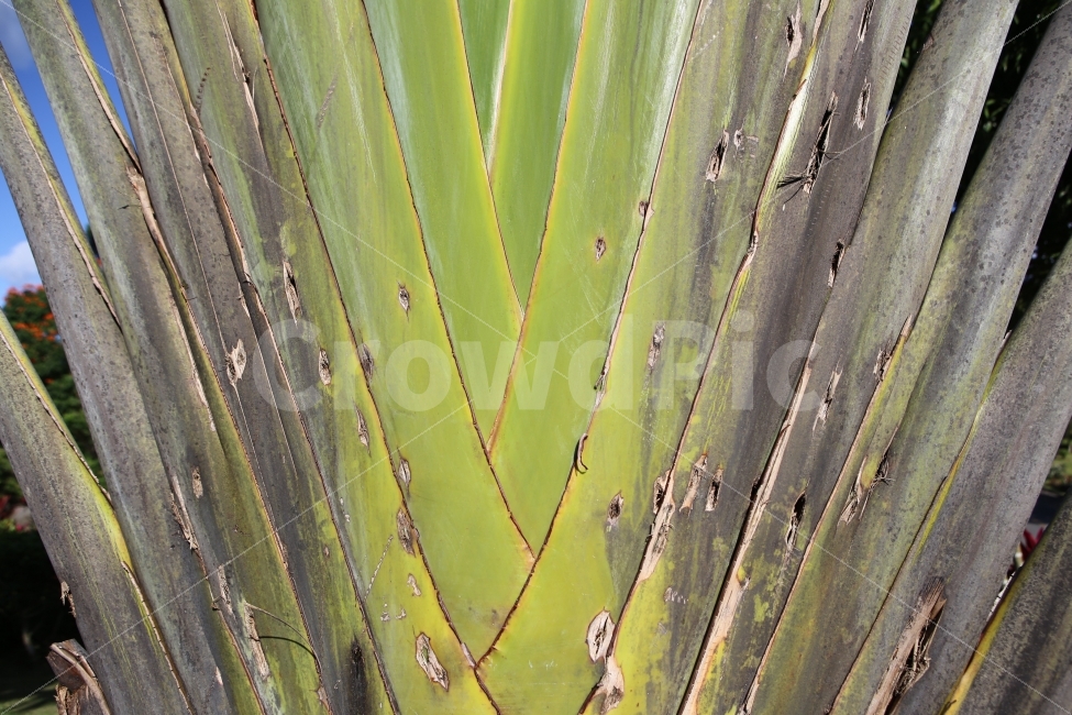 열대림,패턴,나뭇잎,나무,배경,식물,자연,plants,nature