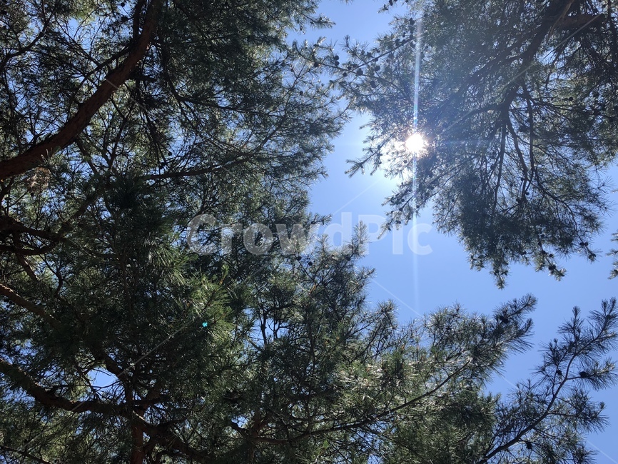 숲,여름,그늘,태양,파란하늘,휴식,휴양,산림욕