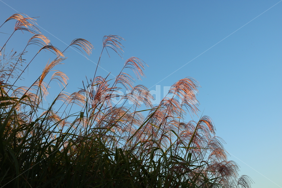 억새,억새풀,식물,자연,가을,벼과,가을,계절,fall,autumn,season,grass,잔디,plant,lawn,reed,갈대